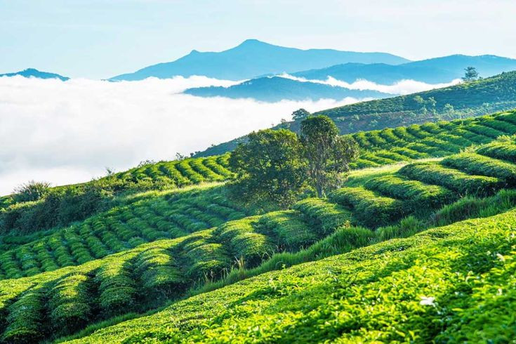 Cầu Đất.